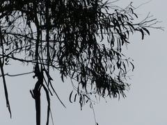 Eucalyptus smithii