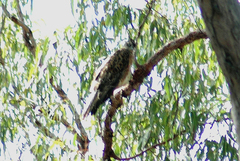 Erythrotriorchis radiatus