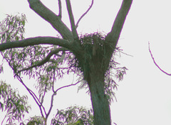 Erythrotriorchis radiatus