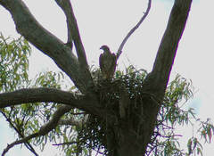 Erythrotriorchis radiatus