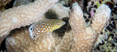Yellowbreasted Wrasse photo 3