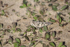 Heliastus sumichrasti