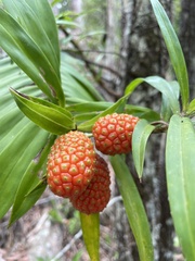 Freycinetia scandens