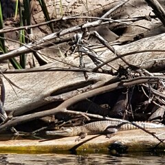 Crocodylus johnstoni