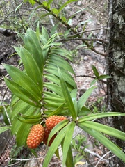 Freycinetia scandens