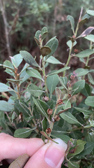 Lyonia fruticosa