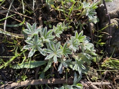 Lupinus bicolor