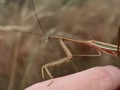 Tenodera australasiae