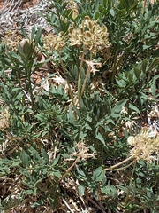 Lomatium latilobum