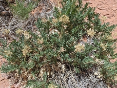 Lomatium latilobum