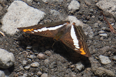 Adelpha alala