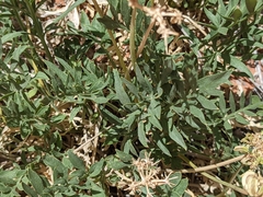 Lomatium latilobum