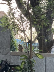 Macaca mulatta