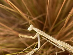 Tenodera australasiae