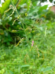 Desmodium tortuosum