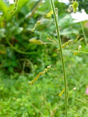 Desmodium tortuosum