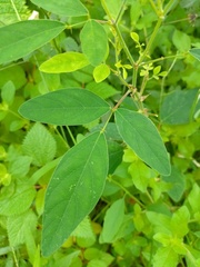 Desmodium tortuosum
