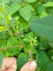 Desmodium tortuosum