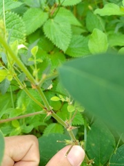 Desmodium tortuosum