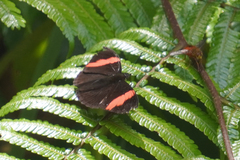 Adelpha lycorias