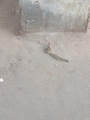 Funambulus pennantii