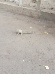 Funambulus pennantii