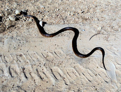 Aspidites melanocephalus