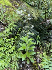 Lysimachia sertulata