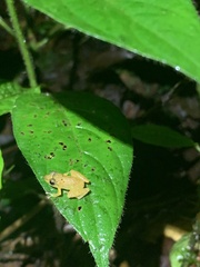Pristimantis trachyblepharis