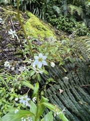 Lysimachia sertulata