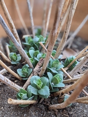 Hylotelephium spectabile