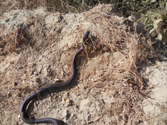 Aspidites melanocephalus