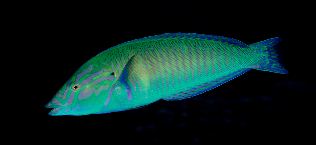 Pastel Ringwrasse