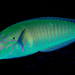 Pastel Ring Wrasse - Photo (c) Wayne and Pam Osborn, some rights reserved (CC BY-NC), uploaded by Wayne and Pam Osborn