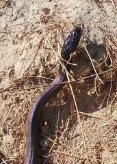 Aspidites melanocephalus