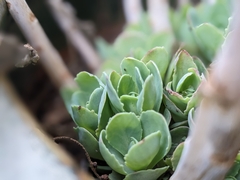 Hylotelephium spectabile