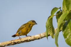 Euphonia gouldi