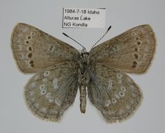 Satyrium semiluna