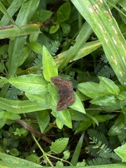 Carcharodini