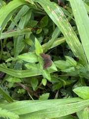 Carcharodini