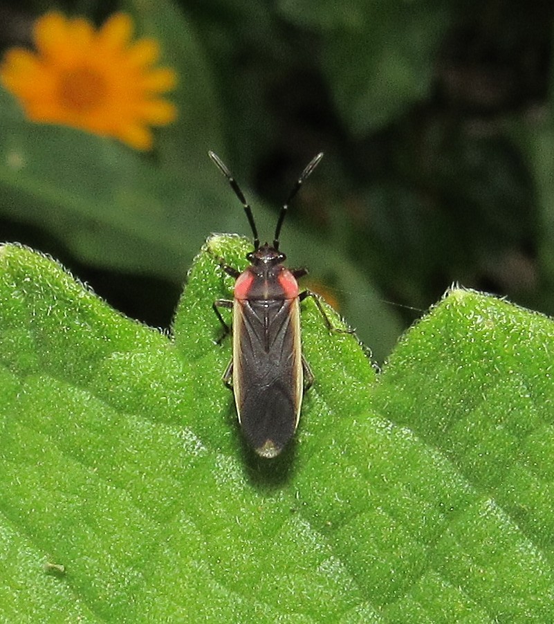 Acroleucus