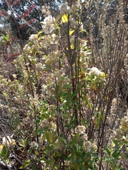 Ageratina glabrata