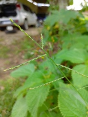 Urochloa distachya
