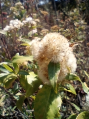Ageratina glabrata