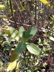 Ageratina glabrata
