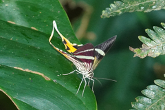 Erateina staudingeri