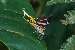 Erateina staudingeri