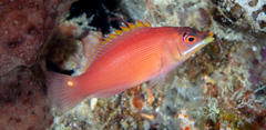 Pseudocheilinus evanidus
