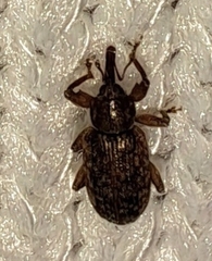 Dorytomus brevicollis