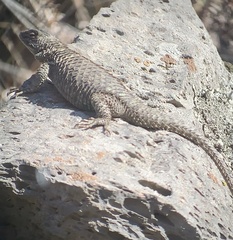 Sceloporus mucronatus